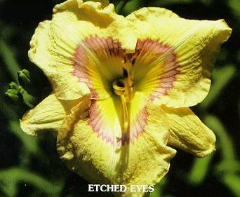 etcheyes.jpg (22310 bytes)